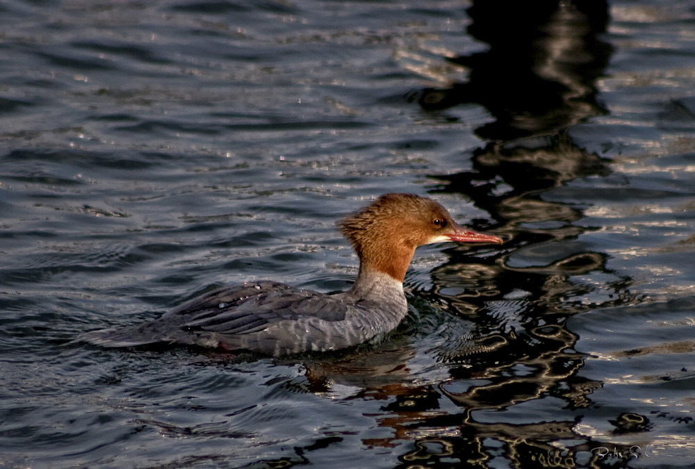 Der Gänsesäger