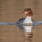 Der Gänsesäger (Mergus merganser) 