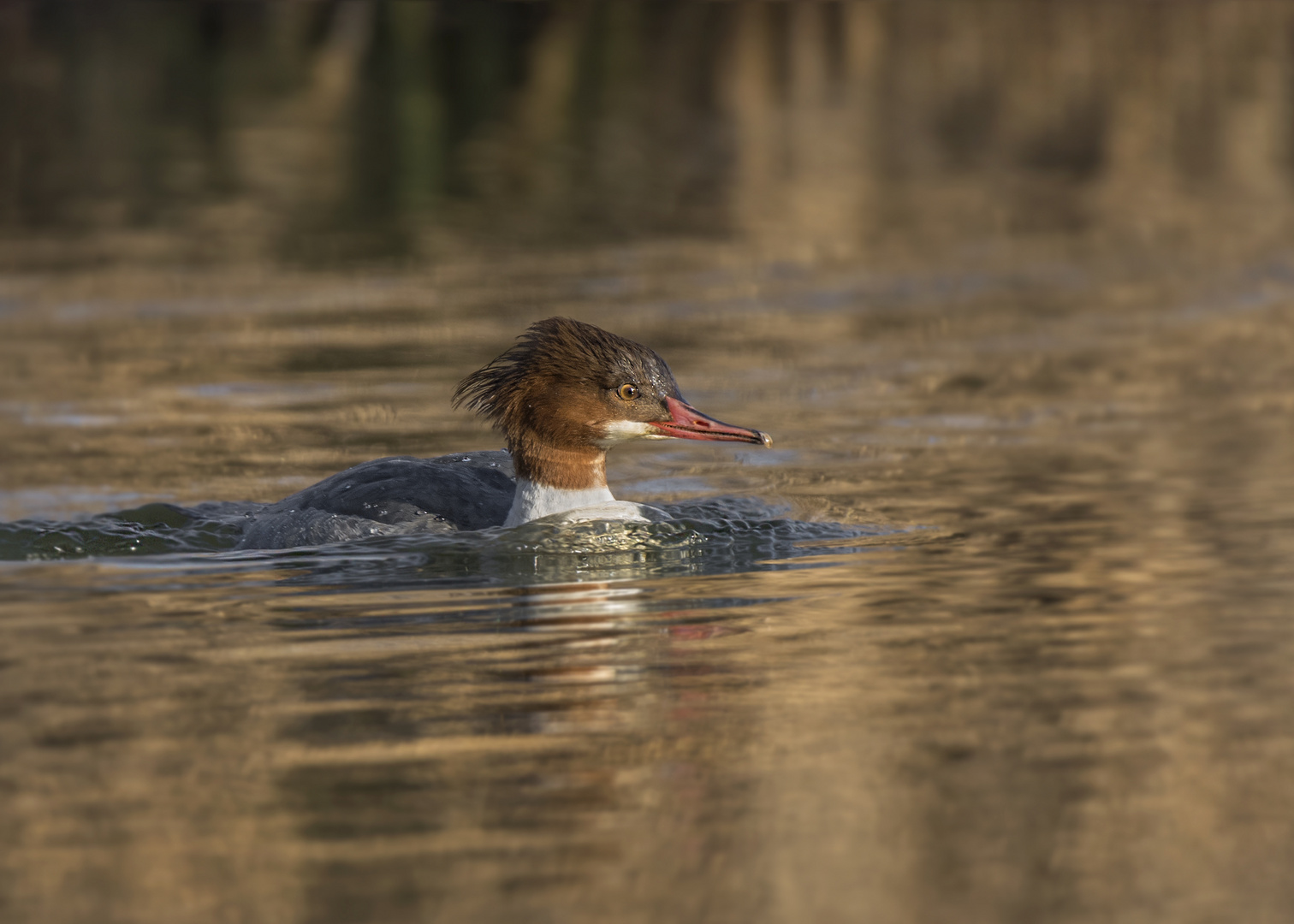 Der Gänsesäger (Mergus merganser)