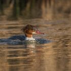 Der Gänsesäger (Mergus merganser)