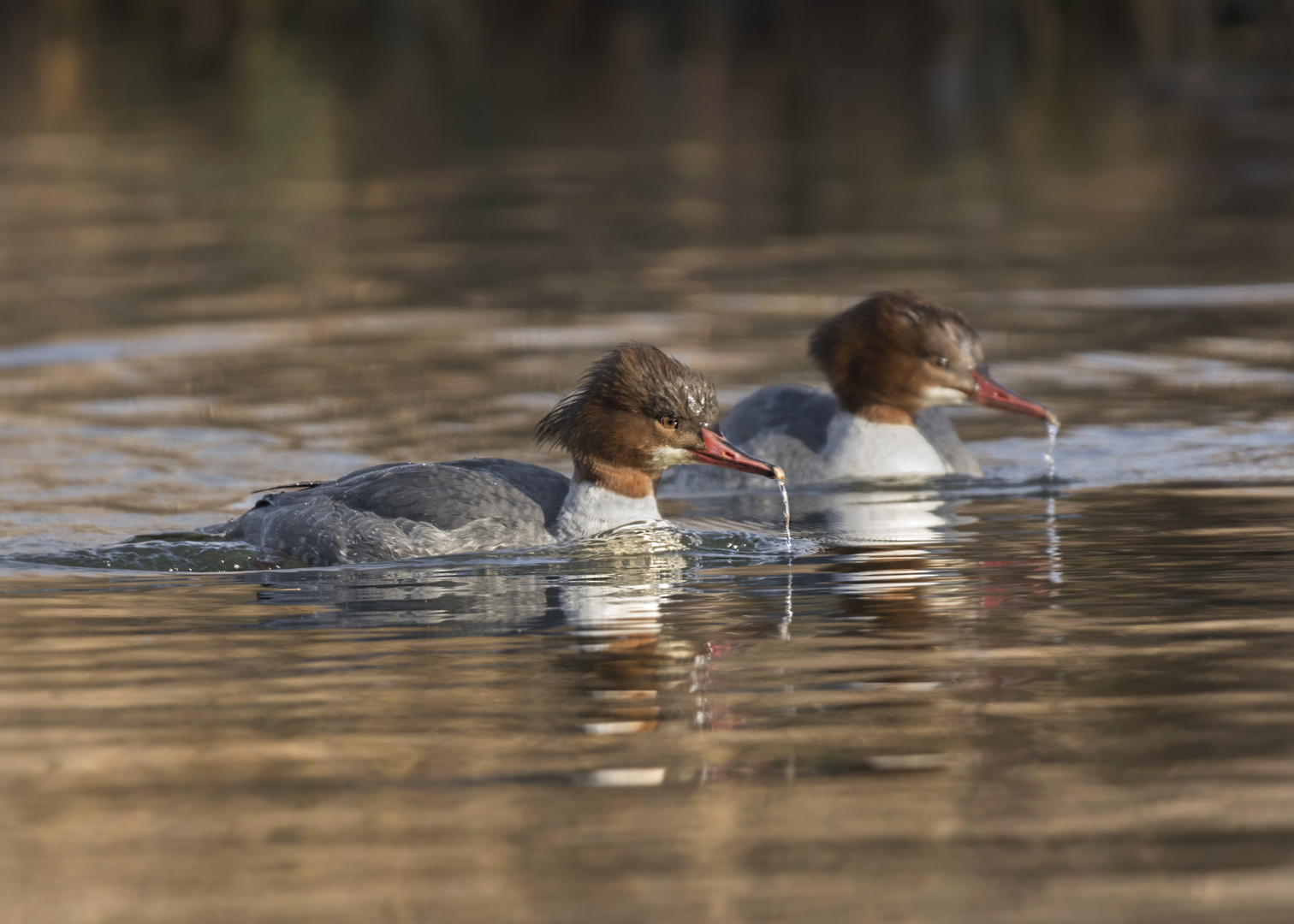 Der Gänsesäger (Mergus merganser)