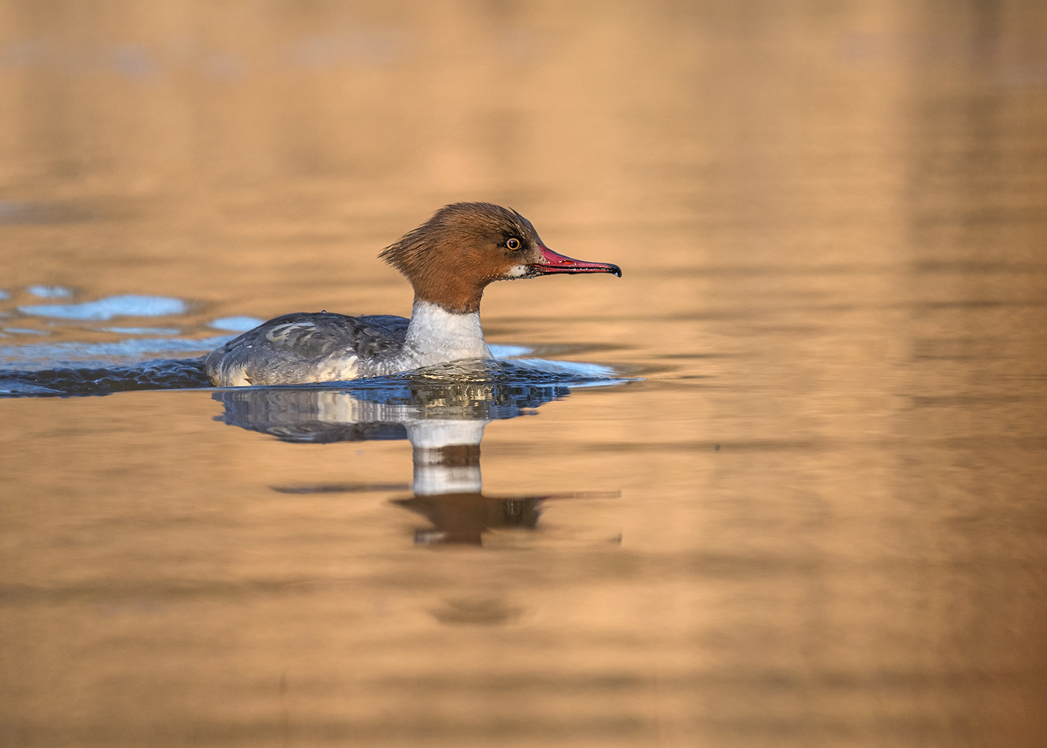 Der Gänsesäger (Mergus merganser)