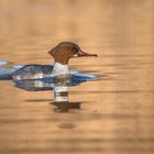 Der Gänsesäger (Mergus merganser)