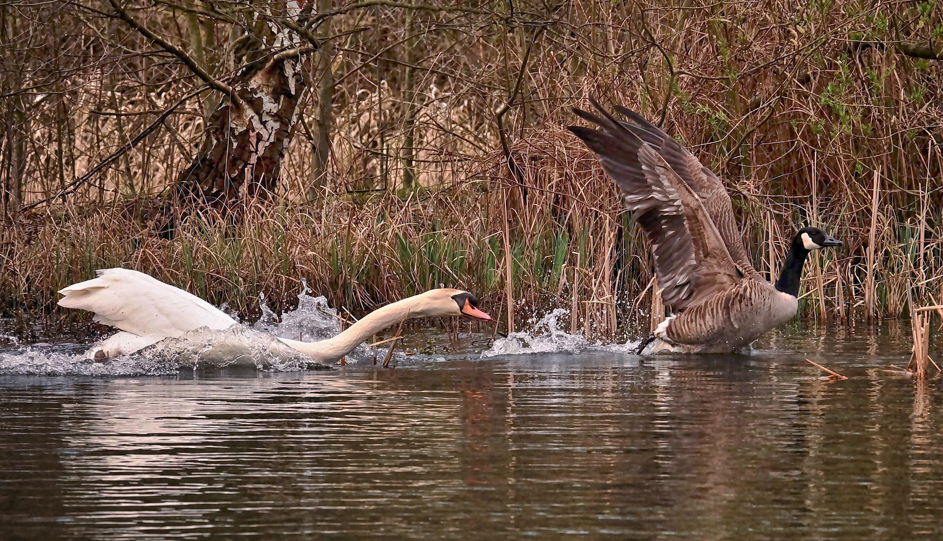 Der Gänseschreck