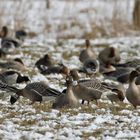 Der "Gänsewinter" ist schon ziemlich abgebröckelt