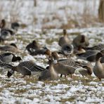 Der "Gänsewinter" ist schon ziemlich abgebröckelt