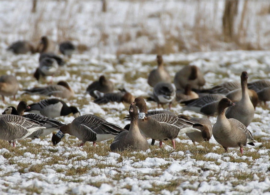 Der "Gänsewinter" ist schon ziemlich abgebröckelt