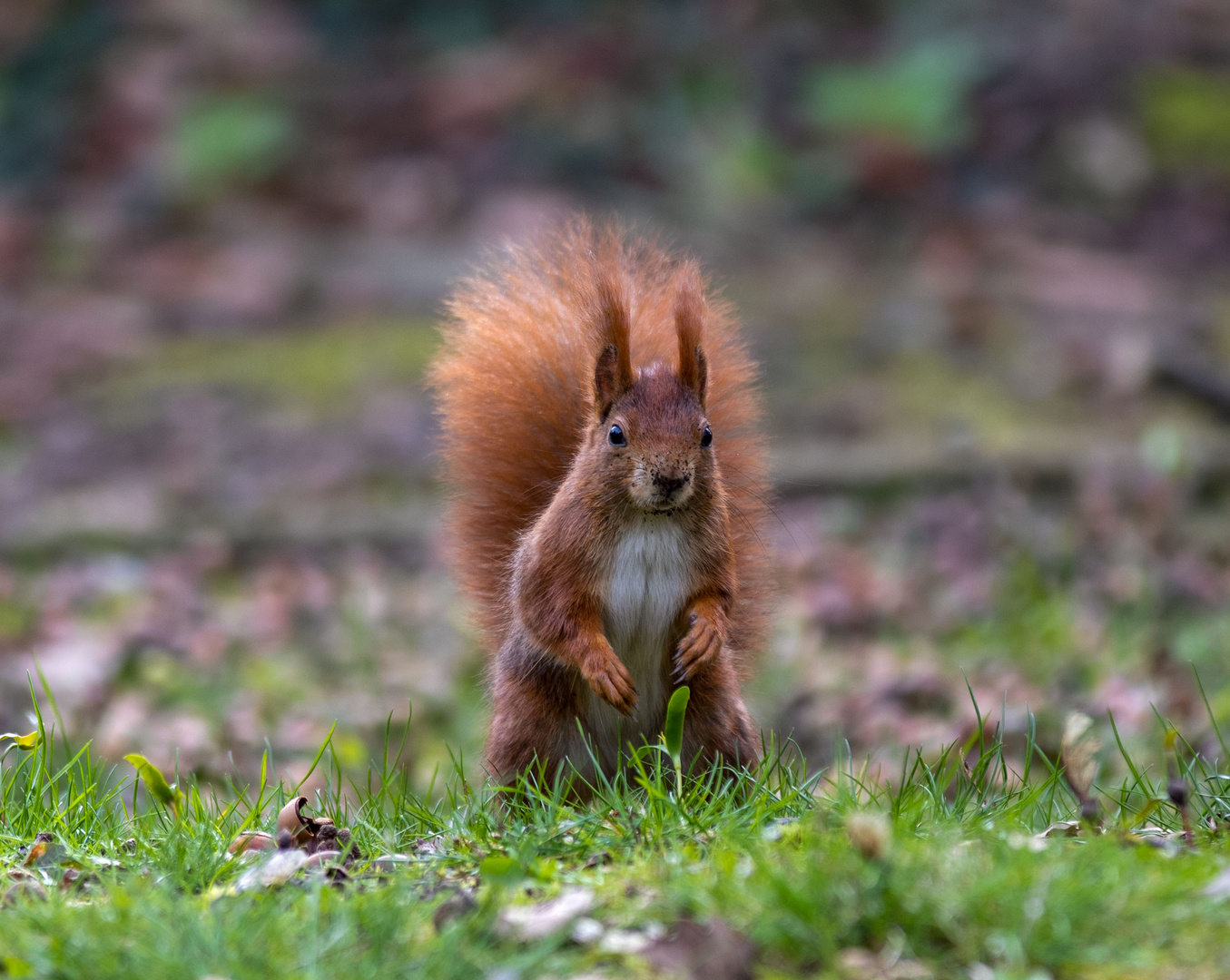 Der Gärtner Foto & Bild park, eichhörnchen, frühling Bilder auf
