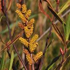 Der Gagelstrauch (Myrica gale)