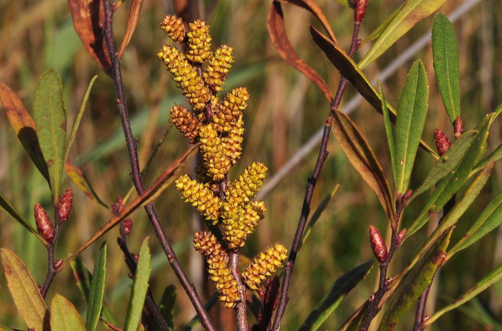 Der Gagelstrauch (Myrica gale)