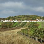 der Galgenberg bei Wildendürnbach, Oktober