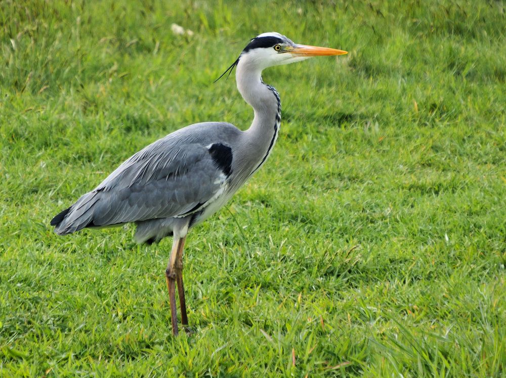 Der Gandalf … Foto & Bild natur, tiere, vögel Bilder auf