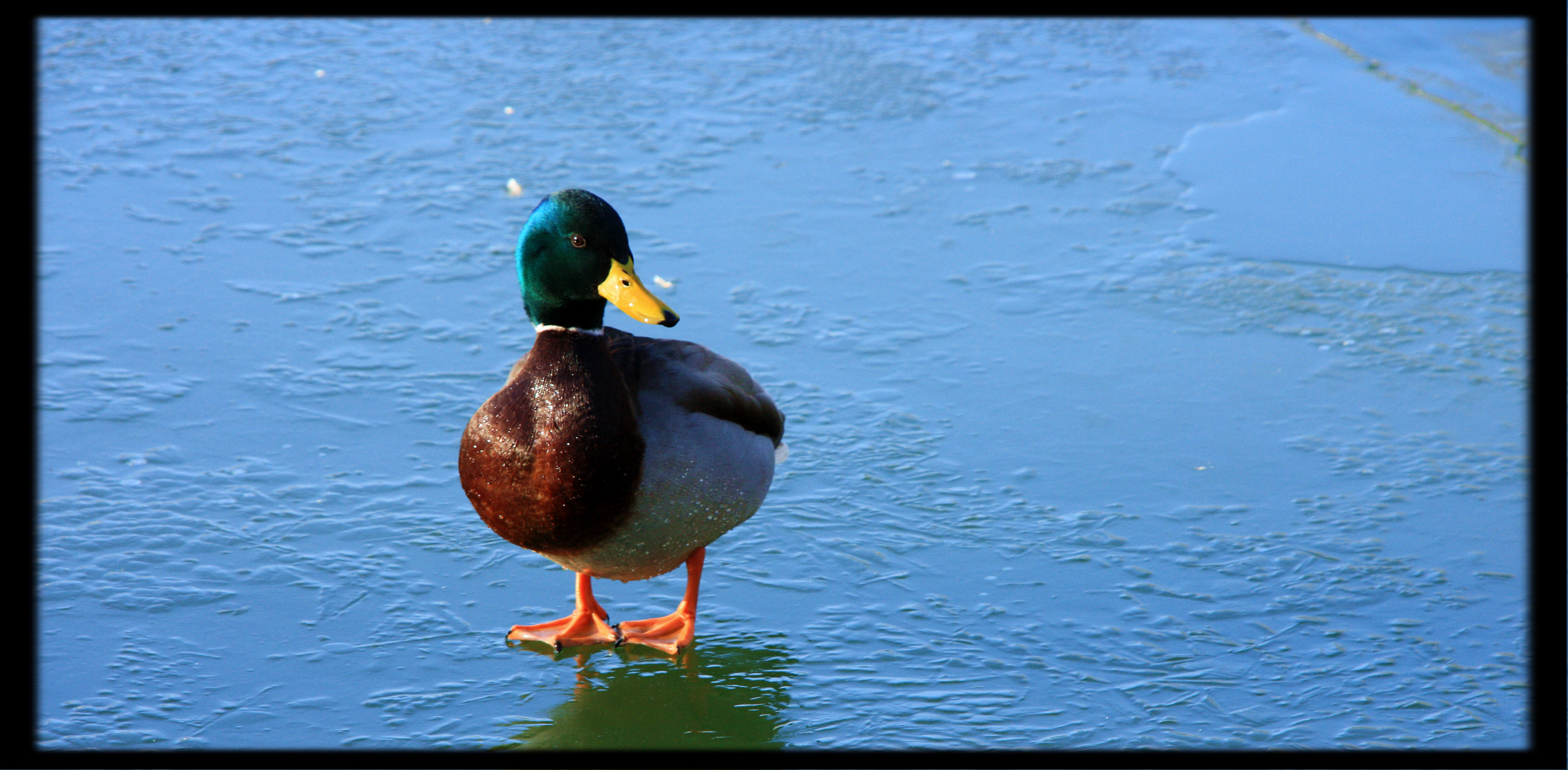 Der Gang einer Ente auf dem Wasser