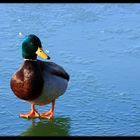 Der Gang einer Ente auf dem Wasser