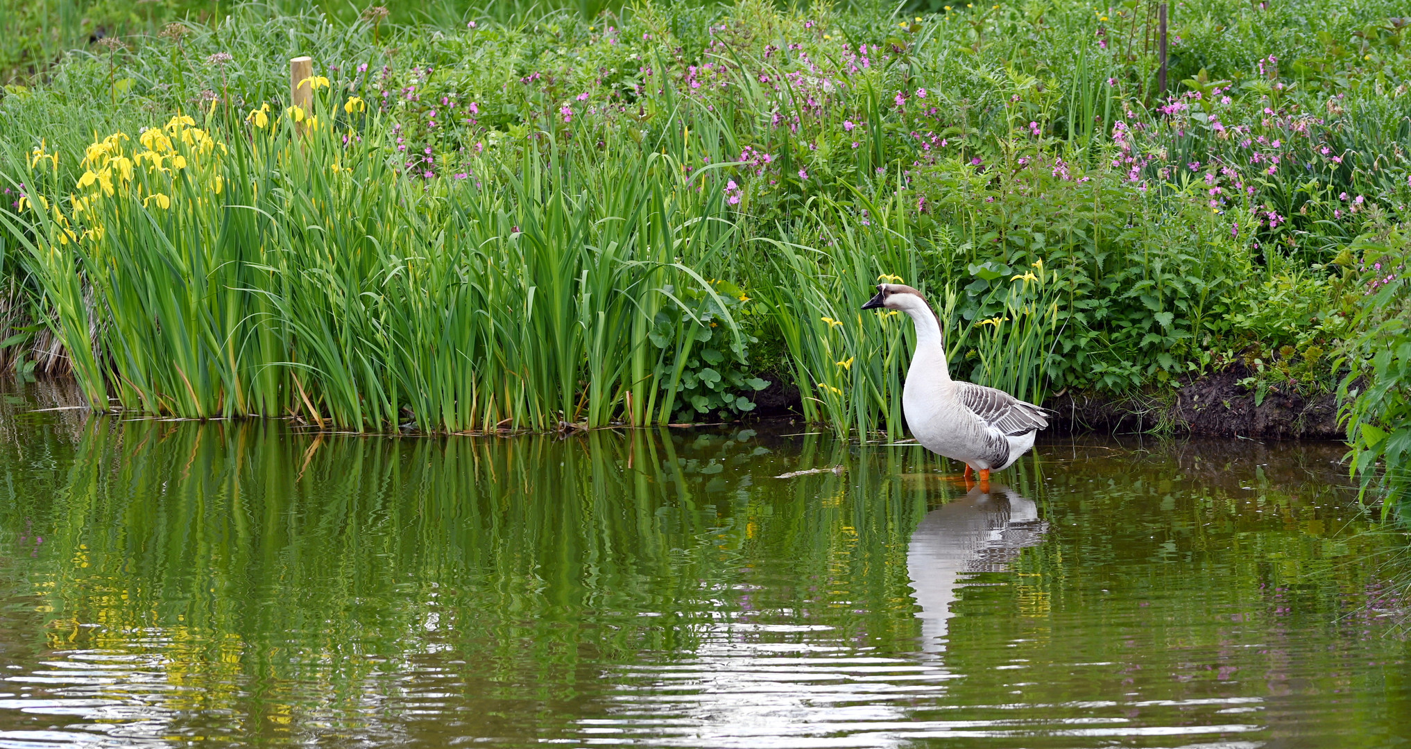 der Ganter war allein am See