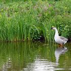 der Ganter war allein am See