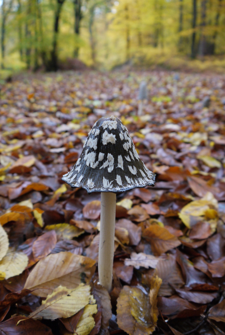 Der ganz besondere Pilz im Herbstwald