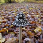 Der ganz besondere Pilz im Herbstwald