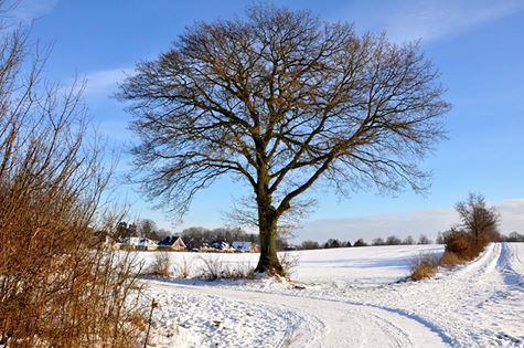 Der ganz frühe Winter 