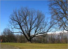 der ganze Baum