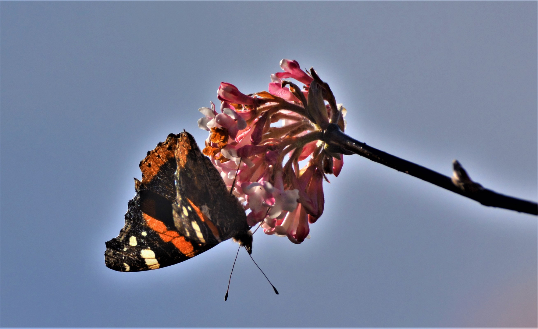 Der ganze Baum war voller Insekten