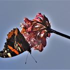 Der ganze Baum war voller Insekten