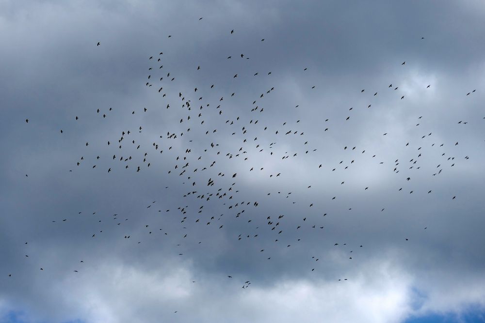 Der ganze Himmel voll Krähen