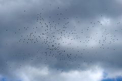 Der ganze Himmel voll Krähen