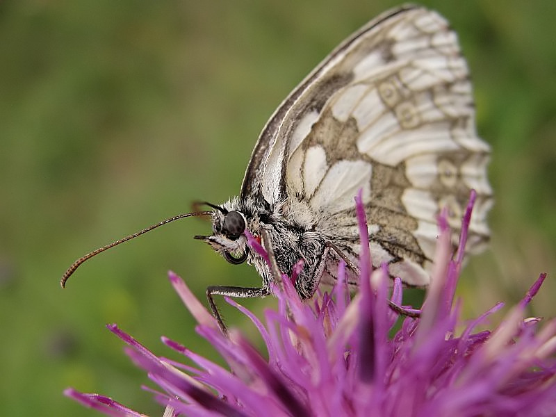 Der ganze Schmetterling