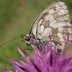 Der ganze Schmetterling