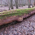 der ganze Stamm auf ca. 3-4 Meter Länge voll Pilz (rosa)