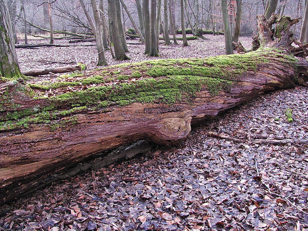 der ganze Stamm auf ca. 3-4 Meter Länge voll Pilz (rosa)