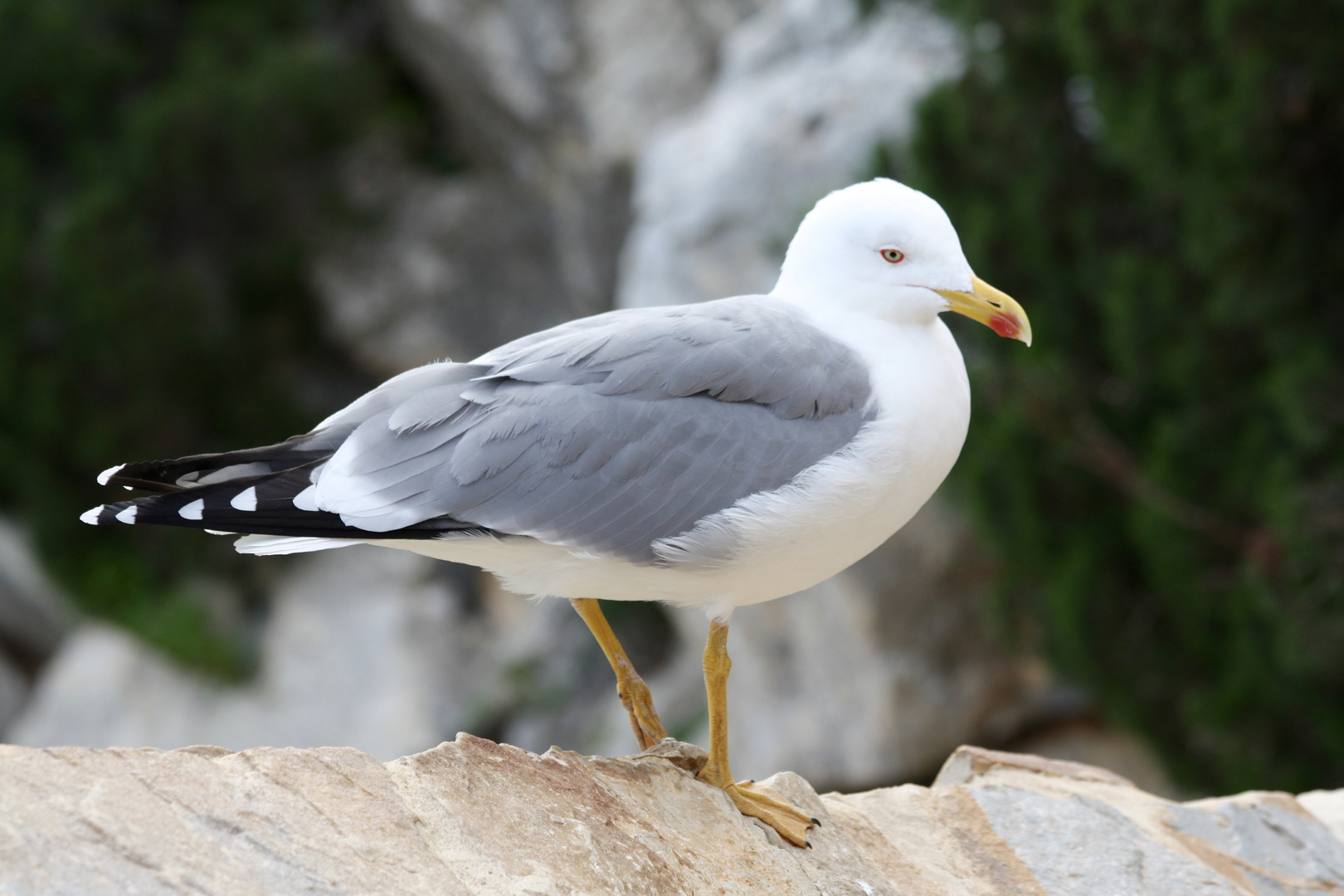 der ganze Vogel