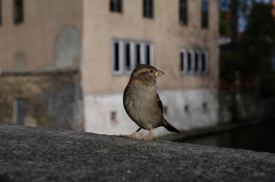 Der ganze Vogel