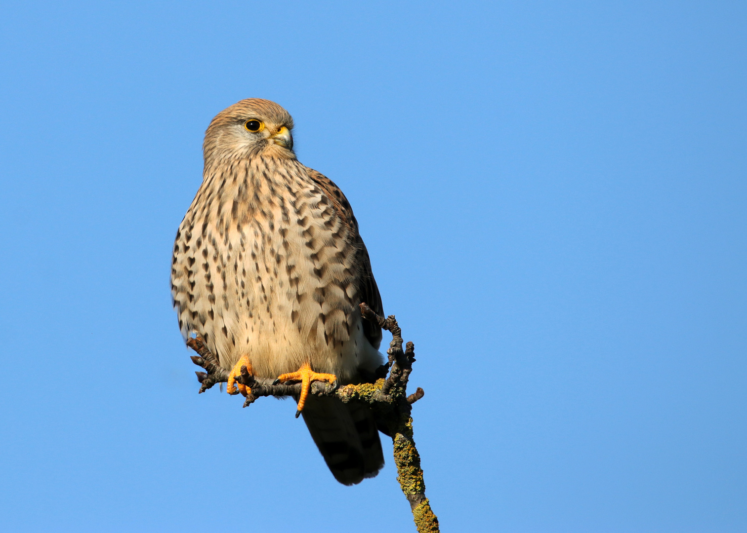 Der ganze Vogel