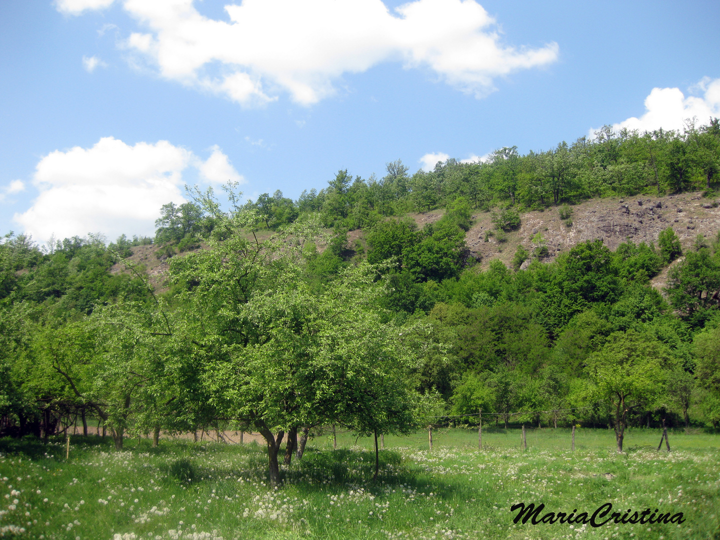 Der Garten