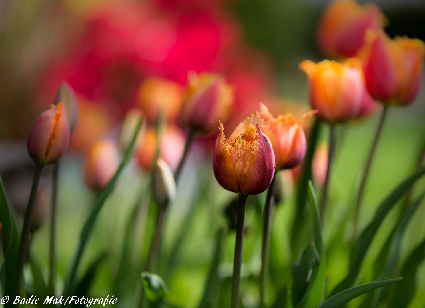 der Garten