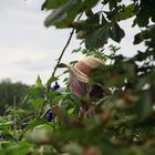 der Garten Auhof bei Hilpoltstein