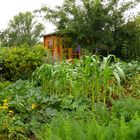 Der Garten bei Regen