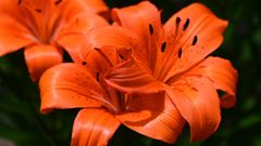 der Garten blüht