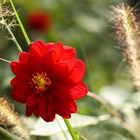 Der Garten blüht auch im Oktober