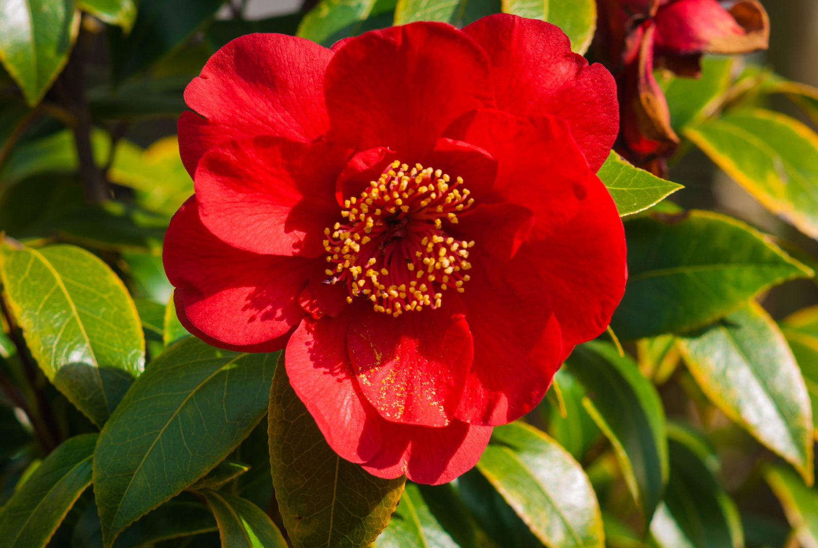 Der Garten blüht auf