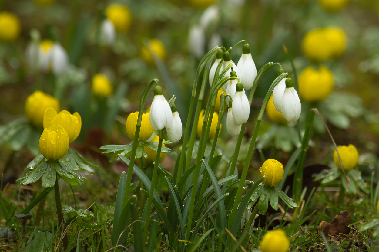 der Garten blüht