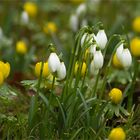 der Garten blüht