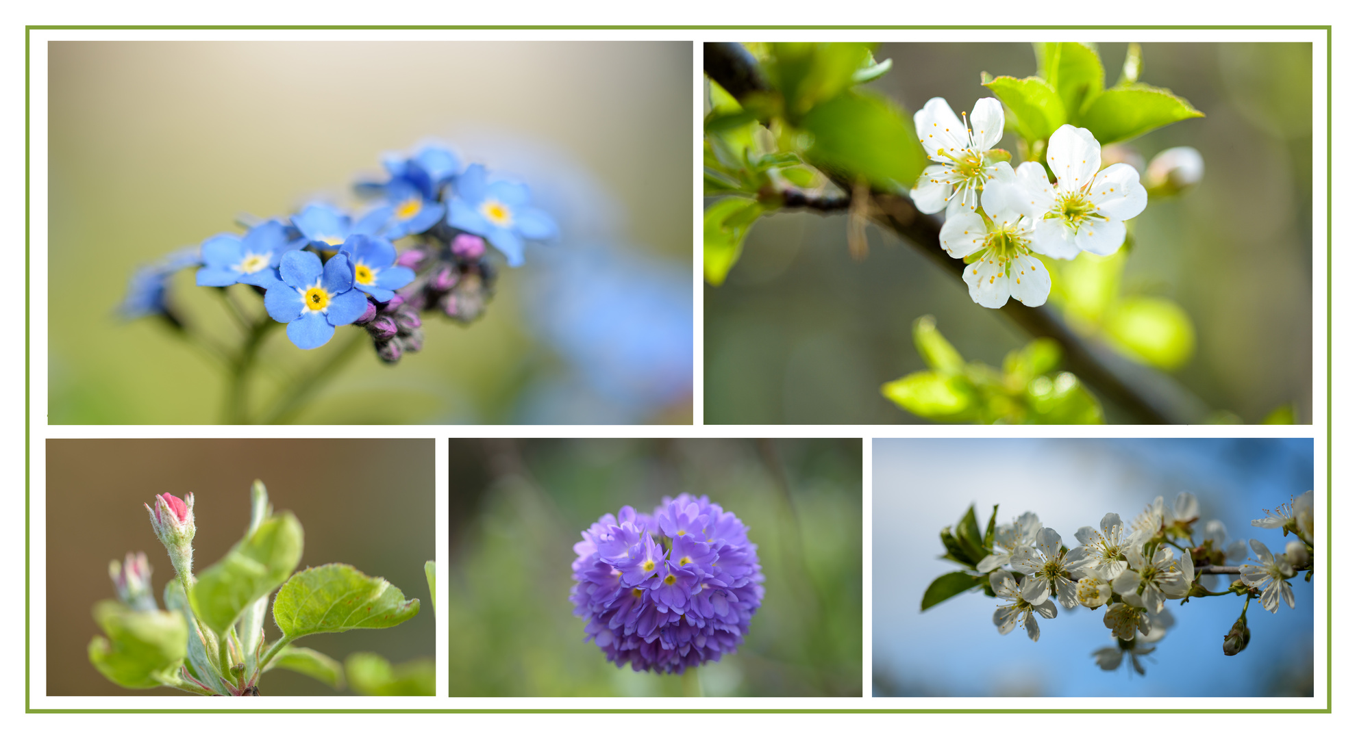 Der Garten blüht