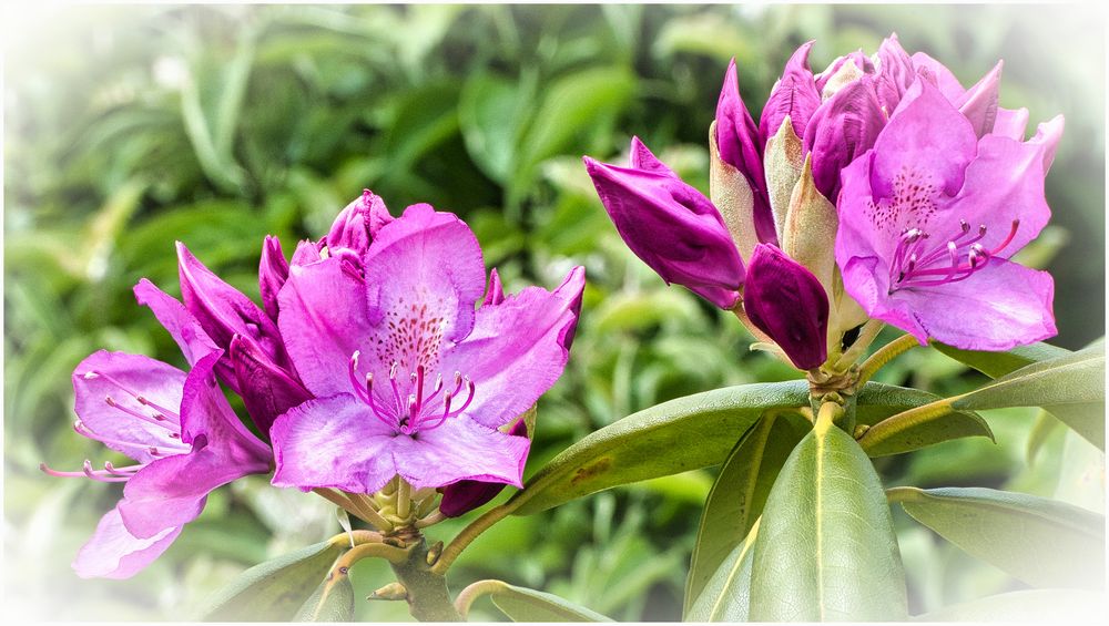 der Garten blüht lila