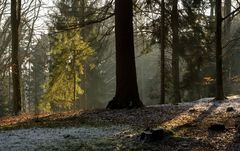 Der Garten des Försters im Winter