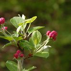 Der Garten erblüht in voller Schönheit: Der Zierapfel "Malus Evereste" als Pfingstgruß