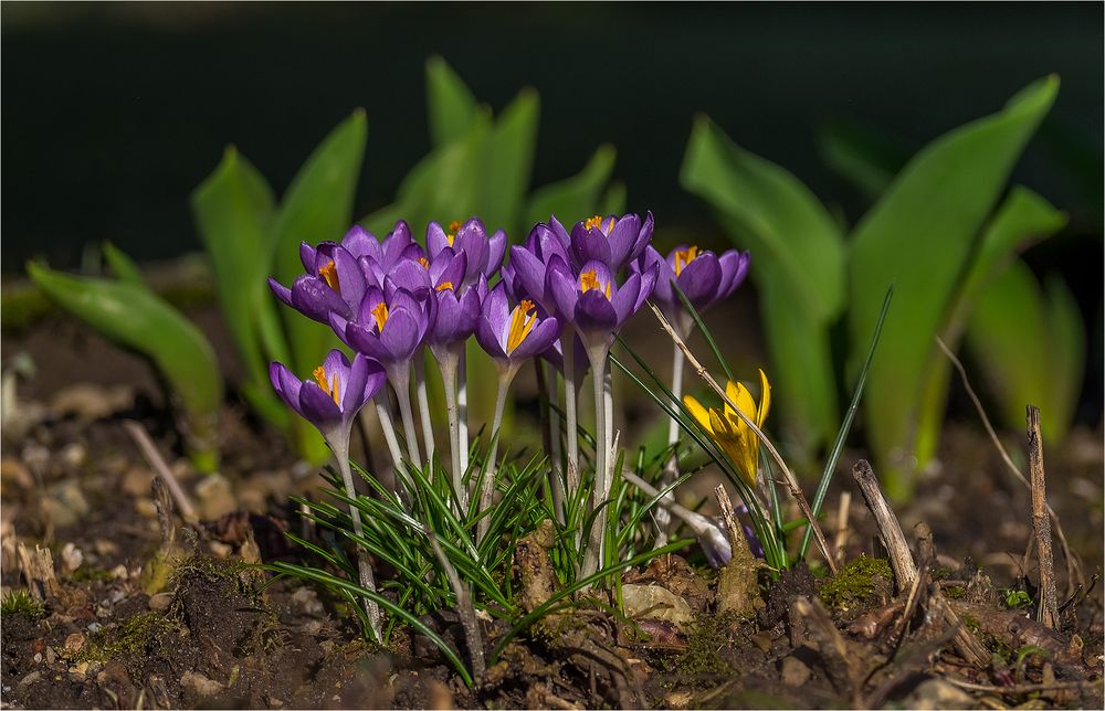 Der Garten erwacht