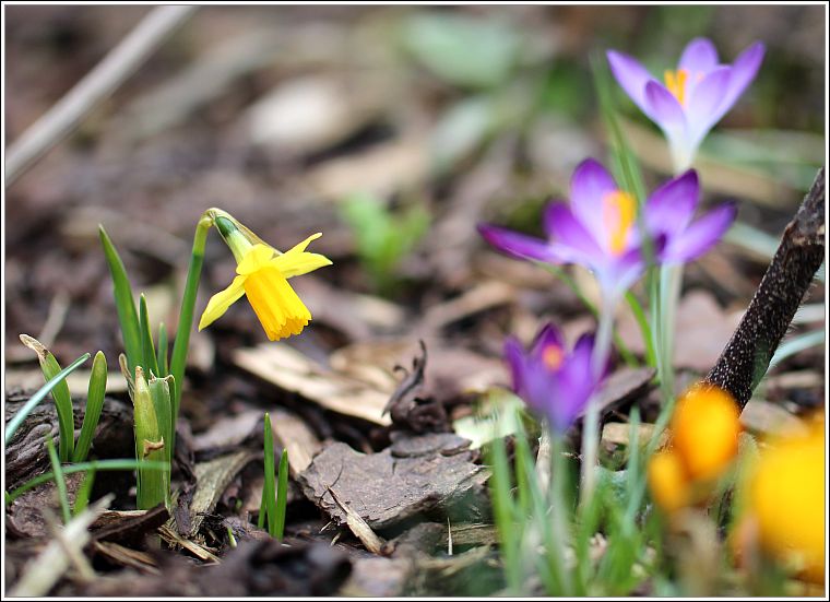 Der Garten erwacht